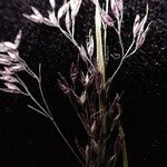 Agrostis pilosula Flower