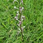 Himantoglossum adriaticum Flower