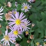 Aster amellus花