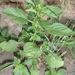 Amaranthus powellii Habit