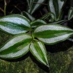 Tradescantia zebrina Leaf