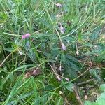 Epilobium roseum Hábito