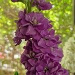 Matthiola incana Flower