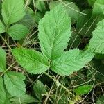 Rubus caesius Levél