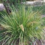 Lomandra longifolia Hoja