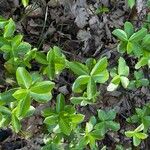 Daphne pontica Hoja