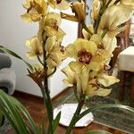 Cymbidium faberi Bloem