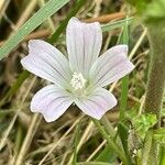 Malva neglecta Blomma