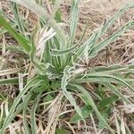 Nothocalais cuspidata Hoja