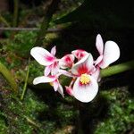 Begonia longipetiolata Flower