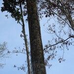 Macoubea guianensis Хабит