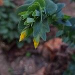 Cerinthe minor Flors