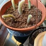 Cleistocactus winteri葉