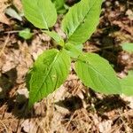 Circaea canadensis Fleur