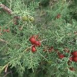 Juniperus phoenicea ফল