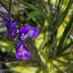 Pinguicula vulgaris Flower