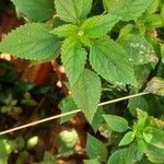 Boehmeria cylindrica Листок