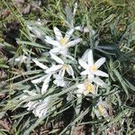 Leucocrinum montanum Flower