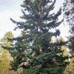 Picea glehnii Vivejo