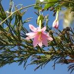 Passiflora tripartita Blodyn