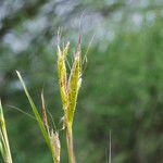 Andropogon gayanus Leaf