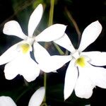 Oeonia volucris 花
