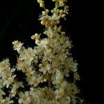 Sorbaria tomentosa Flor