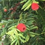 Taxus baccata Flor