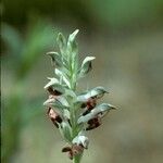 Anacamptis coriophora Květ