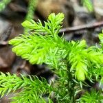 Lycopodium dendroideum Levél