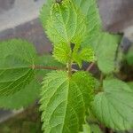 Urtica morifolia Leaf