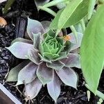 Sempervivum calcareum Leaf