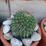 Mammillaria winterae Other