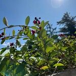 Aronia arbutifolia Fruit