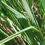 Molinia caerulea Leaf