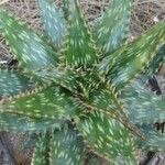 Aloe harlana 葉