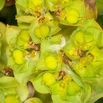 Euphorbia pithyusa Blüte