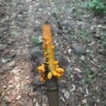 Amorphophallus paeoniifolius Meyve