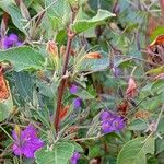 Ruellia paniculata List