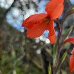 Gladiolus watsonioides Flor