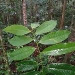 Virola multiflora Leaf
