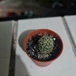 Mammillaria wrightii Hoja