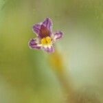 Orobanche uniflora Blodyn