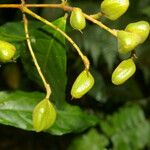 Rinorea hummelii Fruit