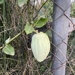 Araujia sericifera Fruit