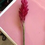Alpinia purpurata പുഷ്പം