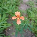 Papaver dubiumFlower