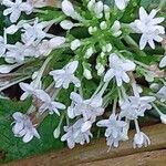 Symphyotrichum racemosum Цвят