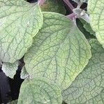 Coleus argentatus পাতা