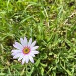 Dimorphotheca jucunda Çiçek